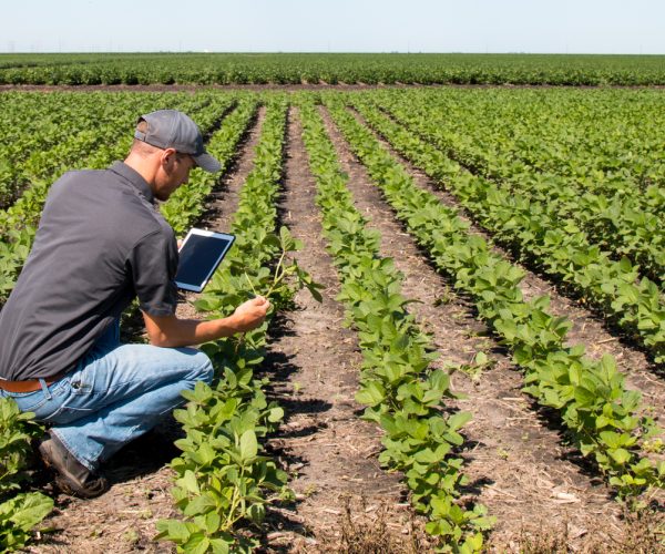 Agronomist Using a Tablet in an Agricultural FieldAgronomist Using a Tablet in an Agricultural Field