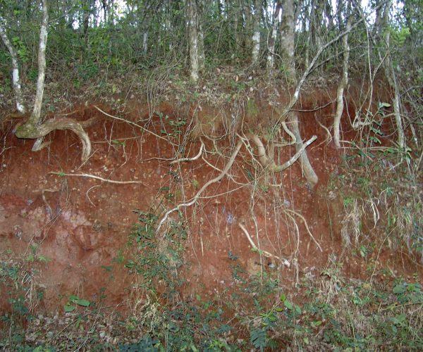 Foto: Jose Reynaldo da Fonseca