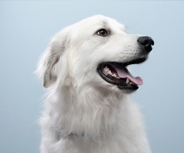 Portrait of a large white dog on blue background.
