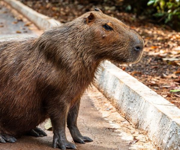 capivara