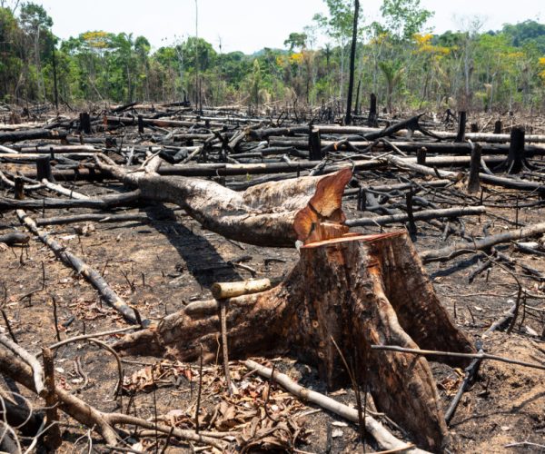 Amazon rainforest illegal deforestation landscape view of trees