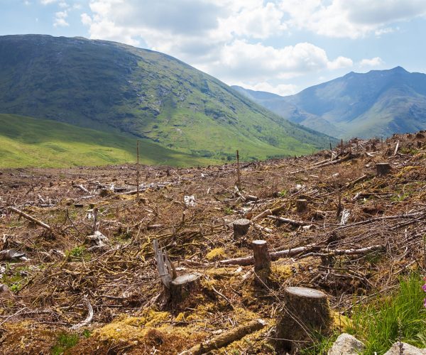 Pine,Tree,Forestry,Exploitation,In,A,Sunny,Day,Near,Glencoe,