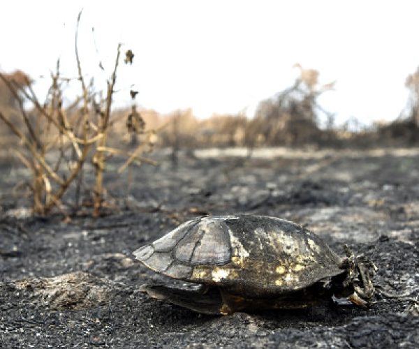 Carcaça de jabuti morto durante incêndio florestal no pantanal Local: Poconé - MT Data: 09/2020 Codigo:  30CD149 Autor: Cesar Diniz