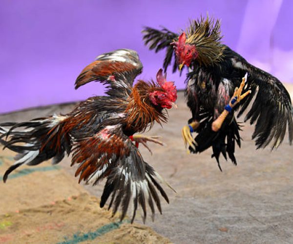 two roosters are fighting.